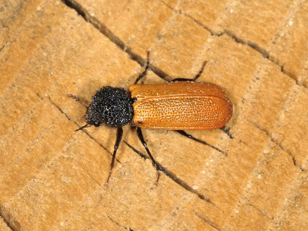 bostrichus capucinus con  piccolo dal piemonte